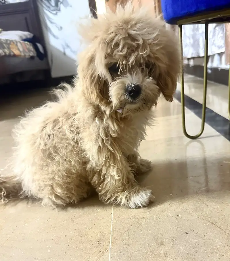 Shih Tzu Puppy For Sale — photo 4