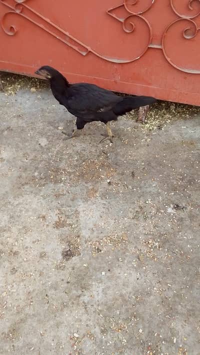 Aseel Hens
