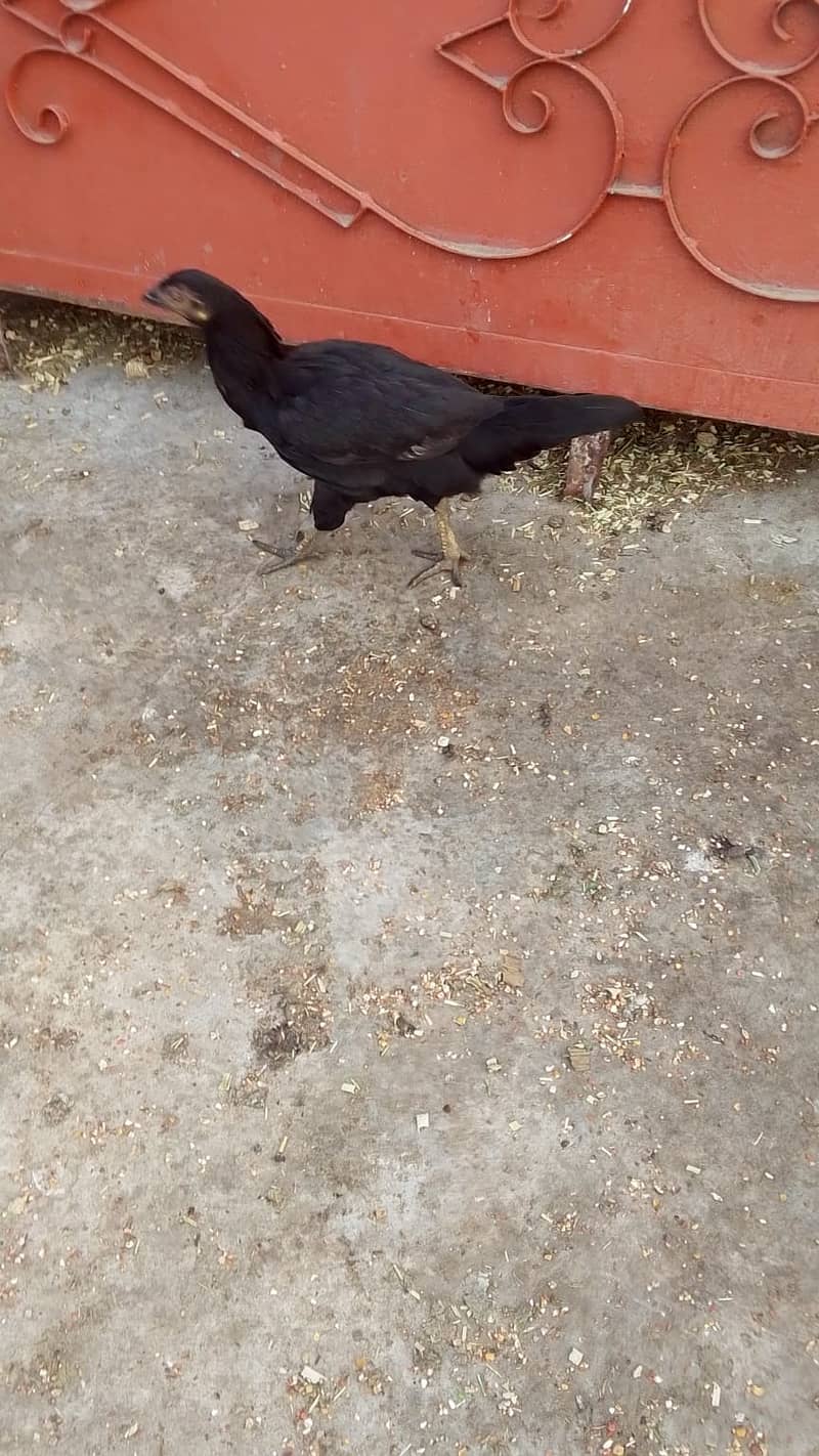 Aseel Hens 0