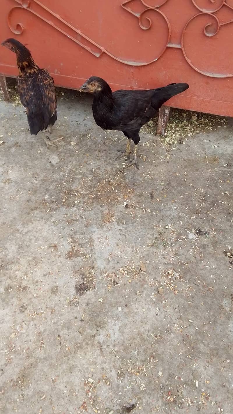 Aseel Hens 1