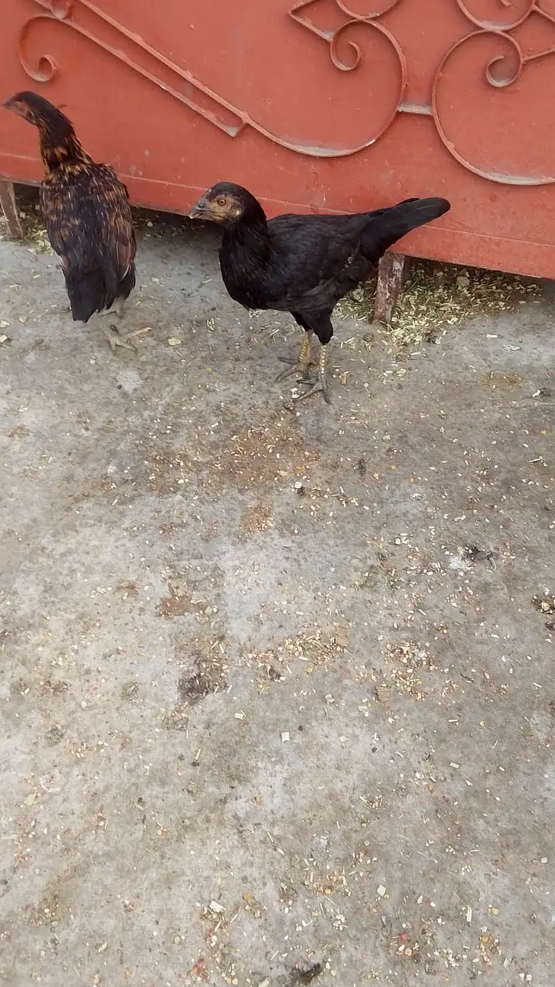 Aseel Hens — photo 2