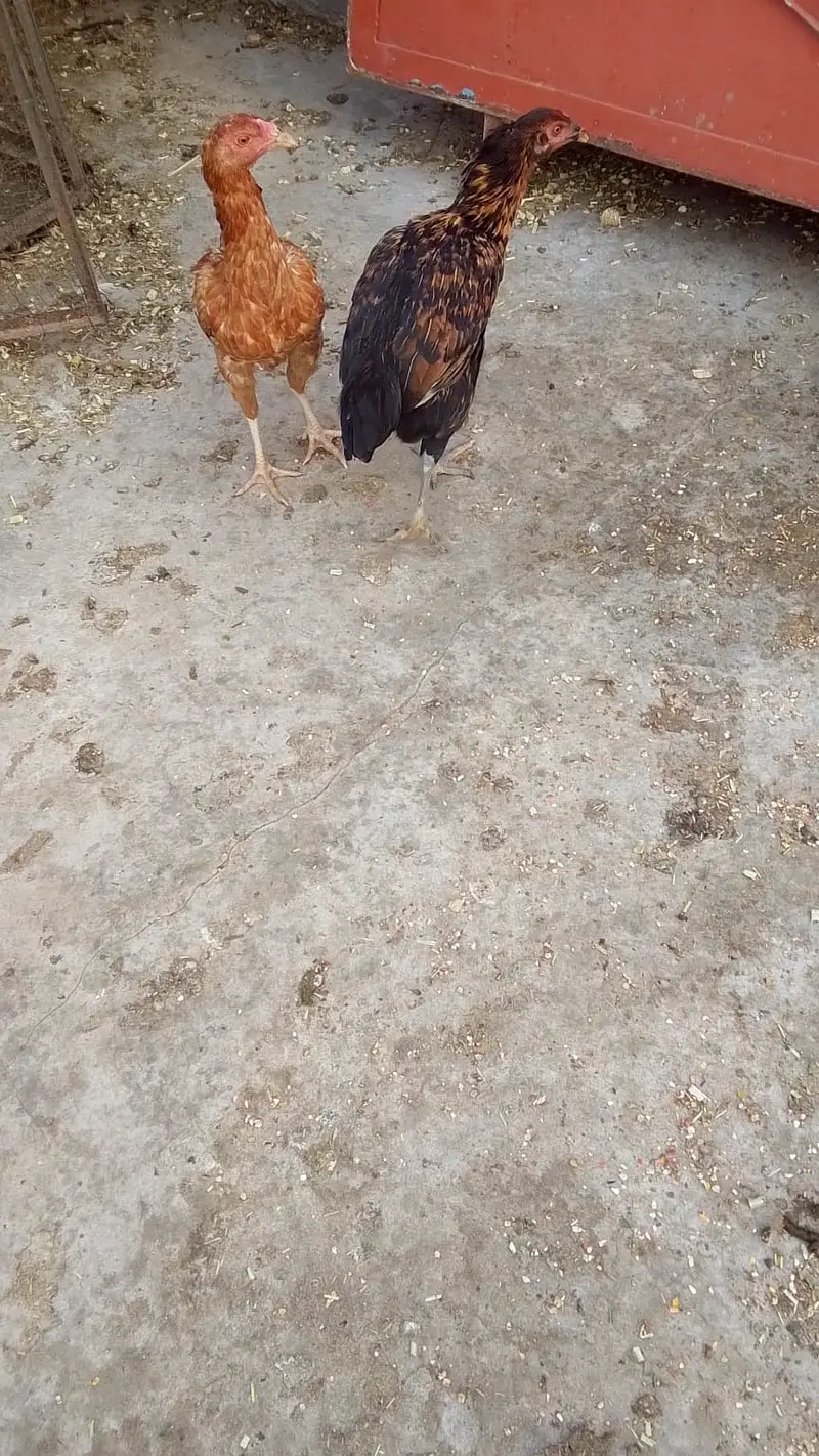 Aseel Hens — photo 4