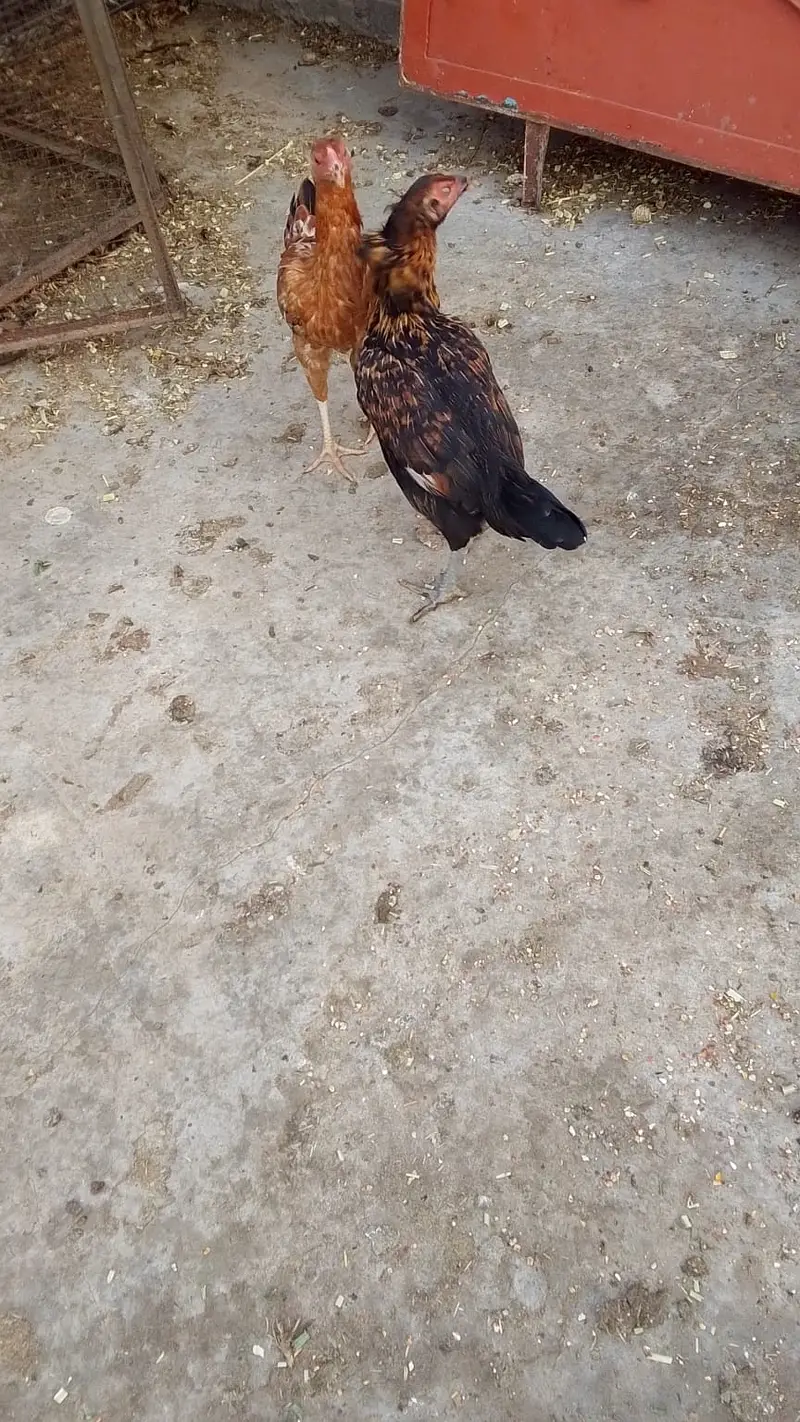 Aseel Hens — photo 5