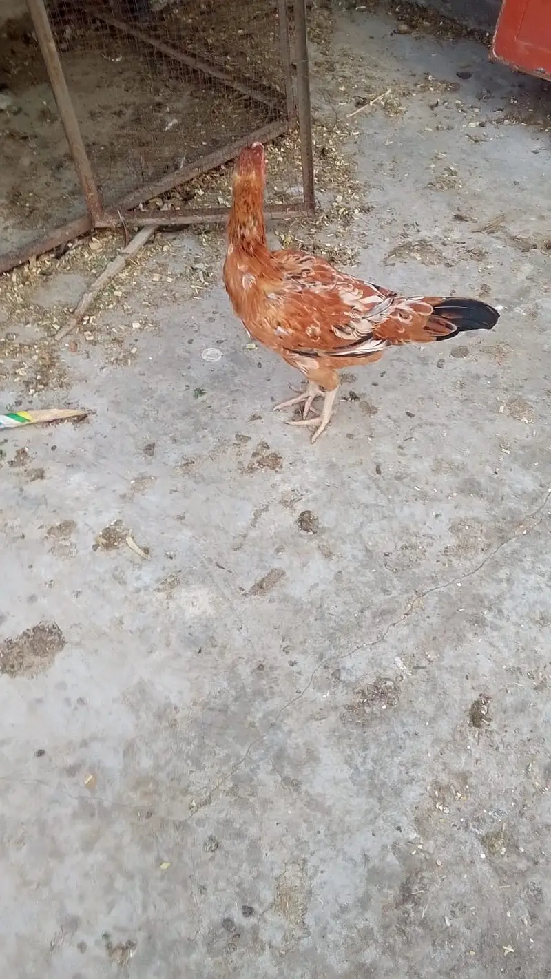 Aseel Hens — photo 6