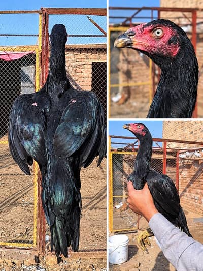 A Class young Aseel Female