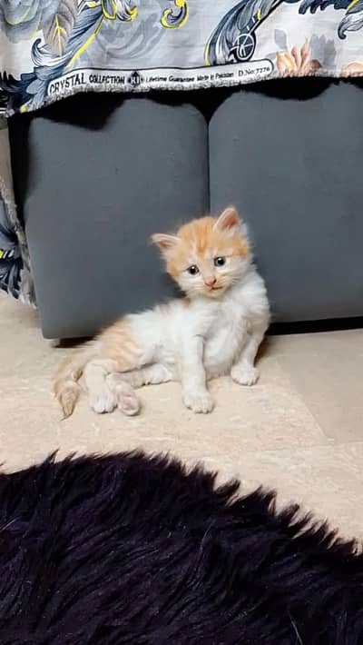 PERSIAN KITTEN