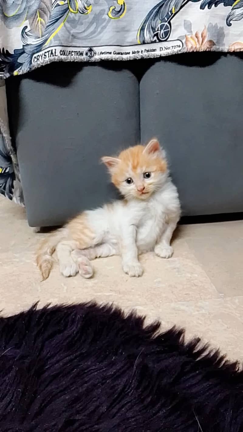 PERSIAN KITTEN 0