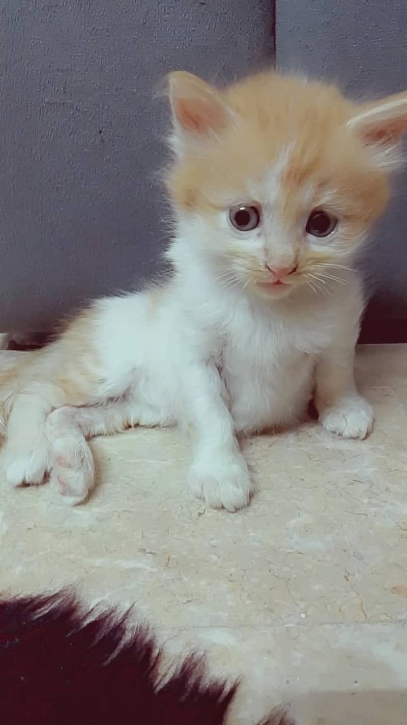 PERSIAN KITTEN 1