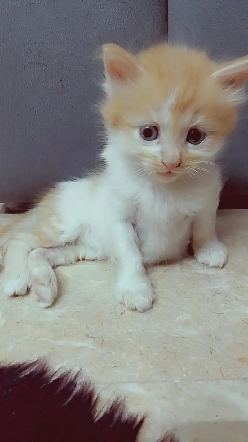 PERSIAN KITTEN — photo 2