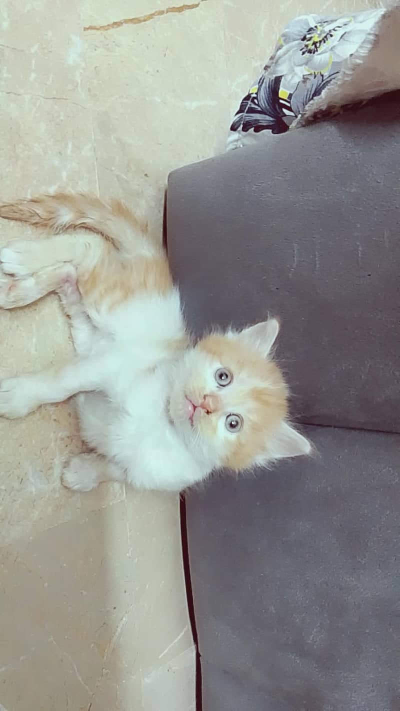 PERSIAN KITTEN 2