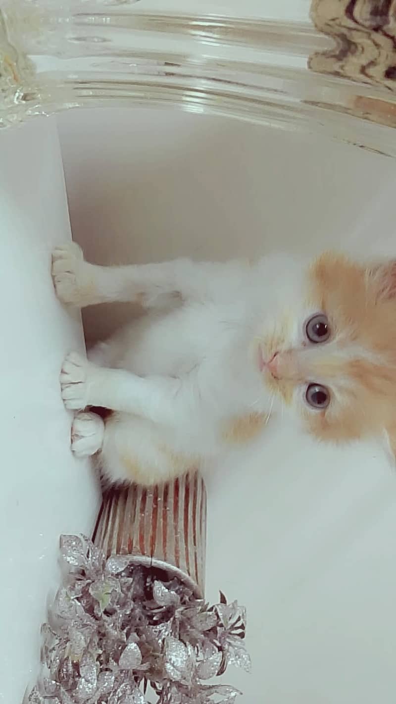 PERSIAN KITTEN 3