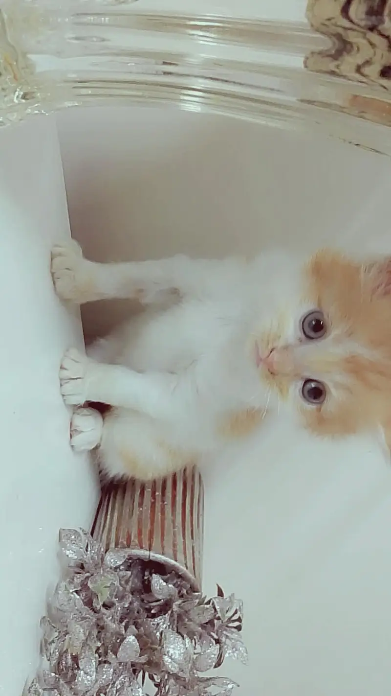 PERSIAN KITTEN — photo 4