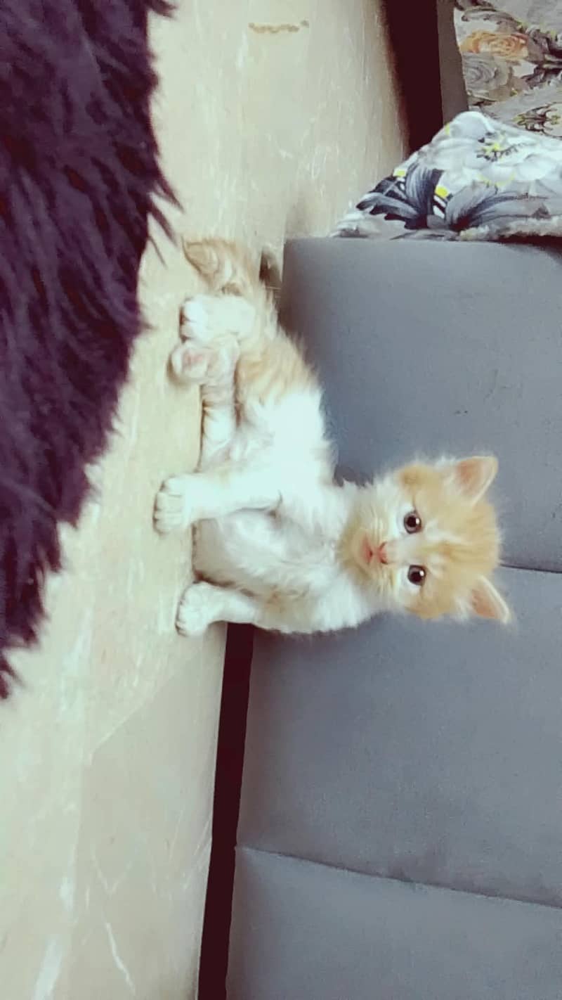 PERSIAN KITTEN 4