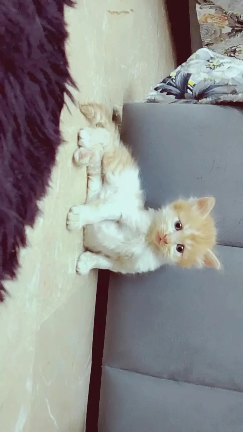 PERSIAN KITTEN — photo 5
