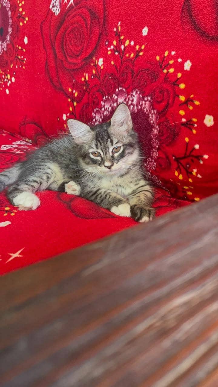 PERSIAN KITTEN 5