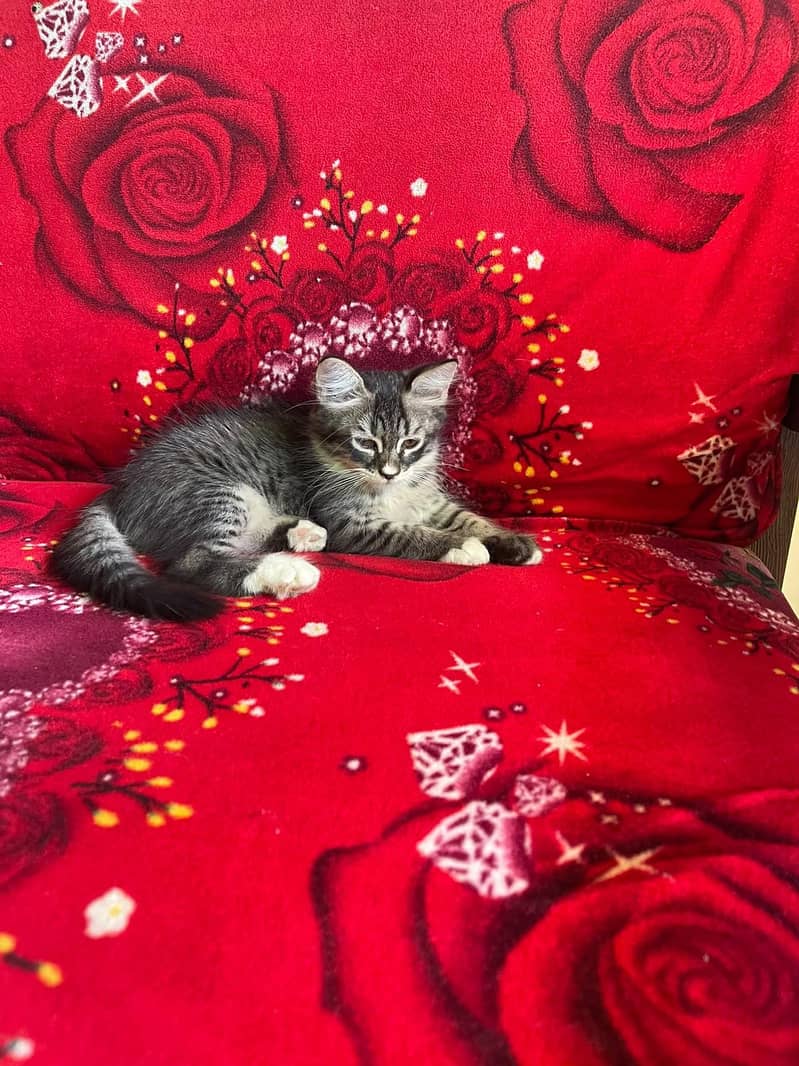 PERSIAN KITTEN 7
