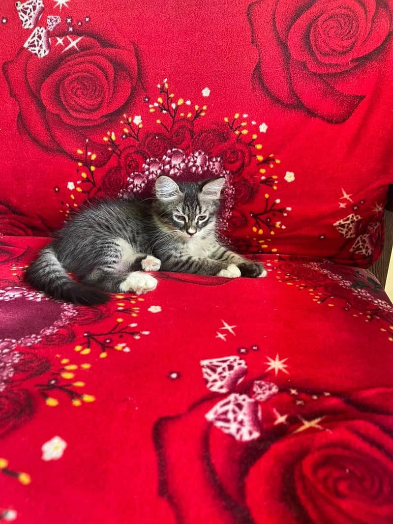 PERSIAN KITTEN 8