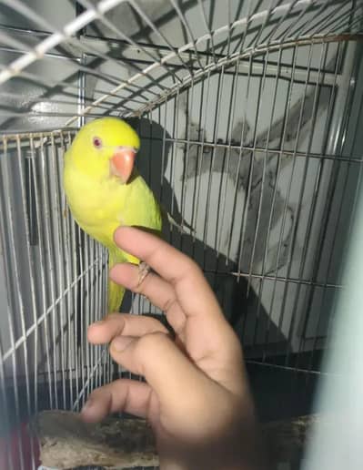 Yellow parrot