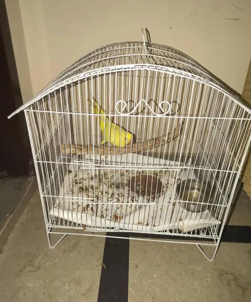 Yellow parrot 1