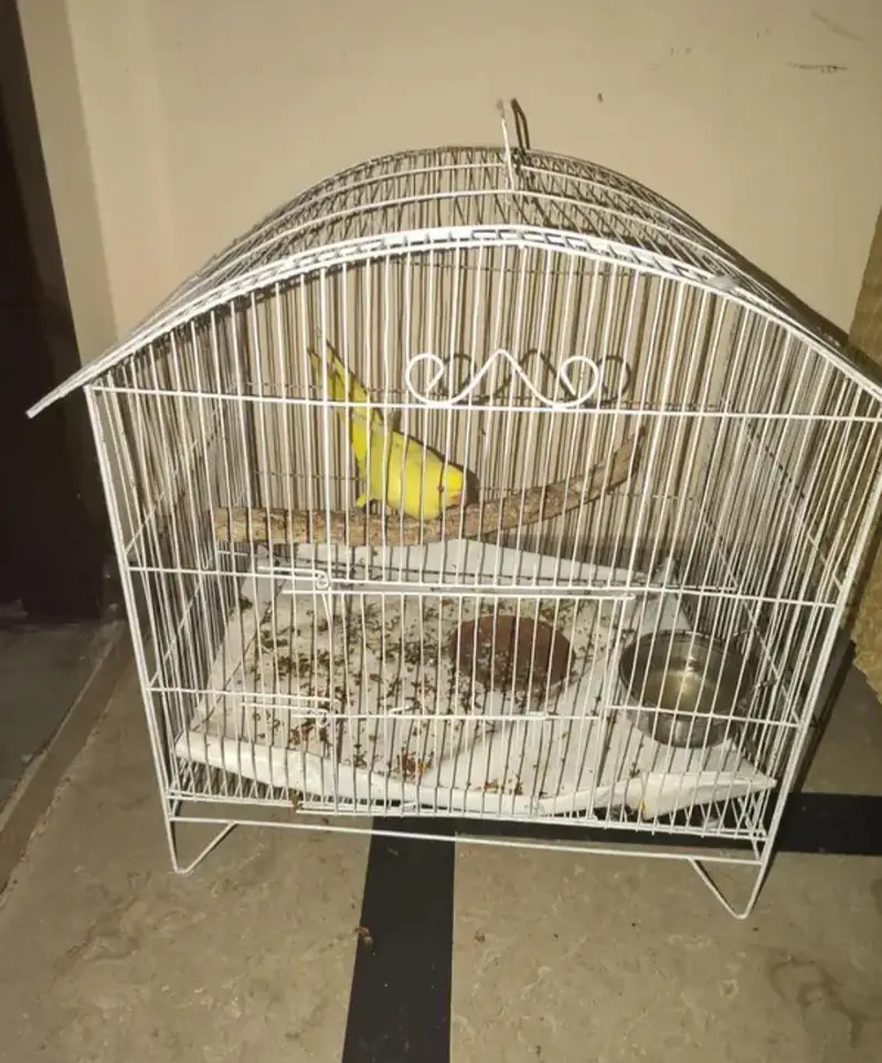 Yellow parrot — photo 2