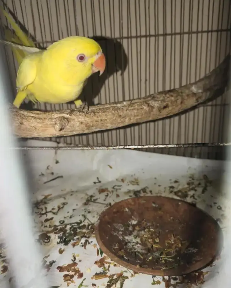 Yellow parrot — photo 3