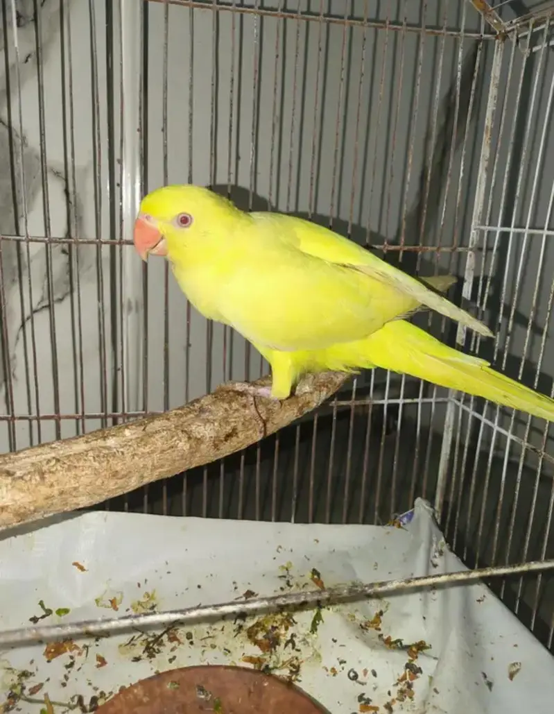Yellow parrot — photo 4