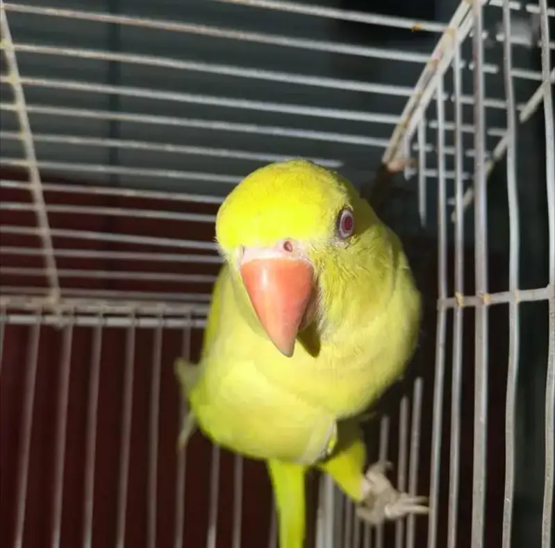 Yellow parrot — photo 5