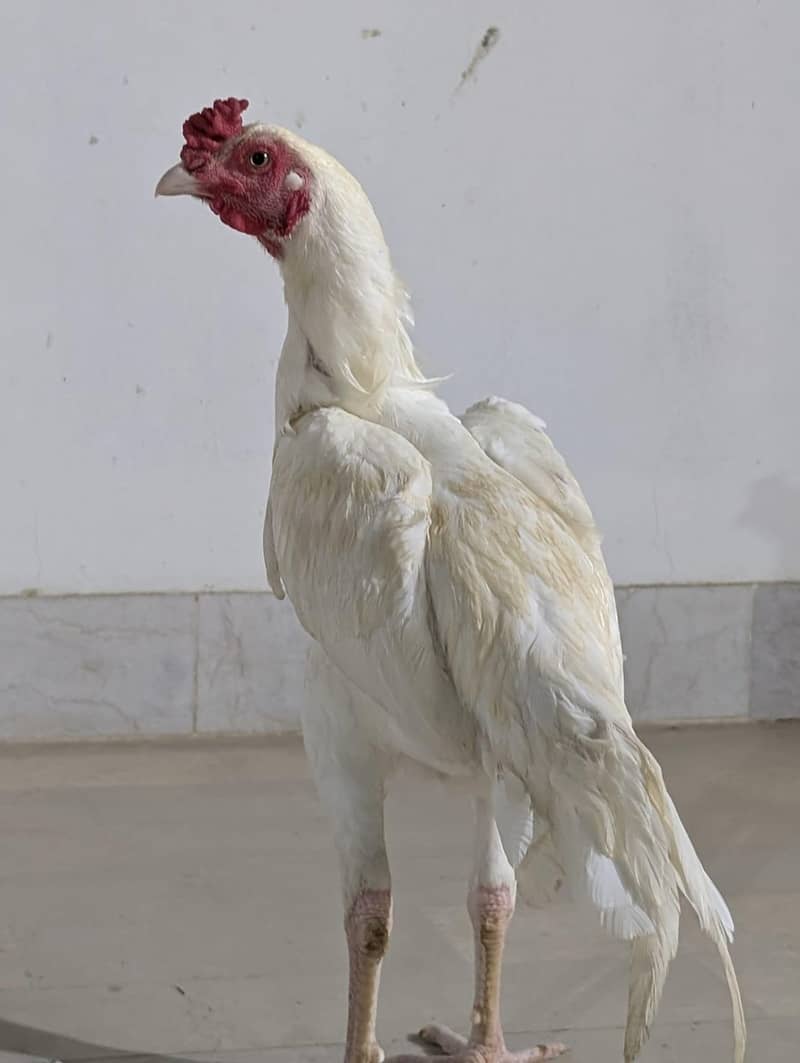 ASEEL HEERA PATHA 2