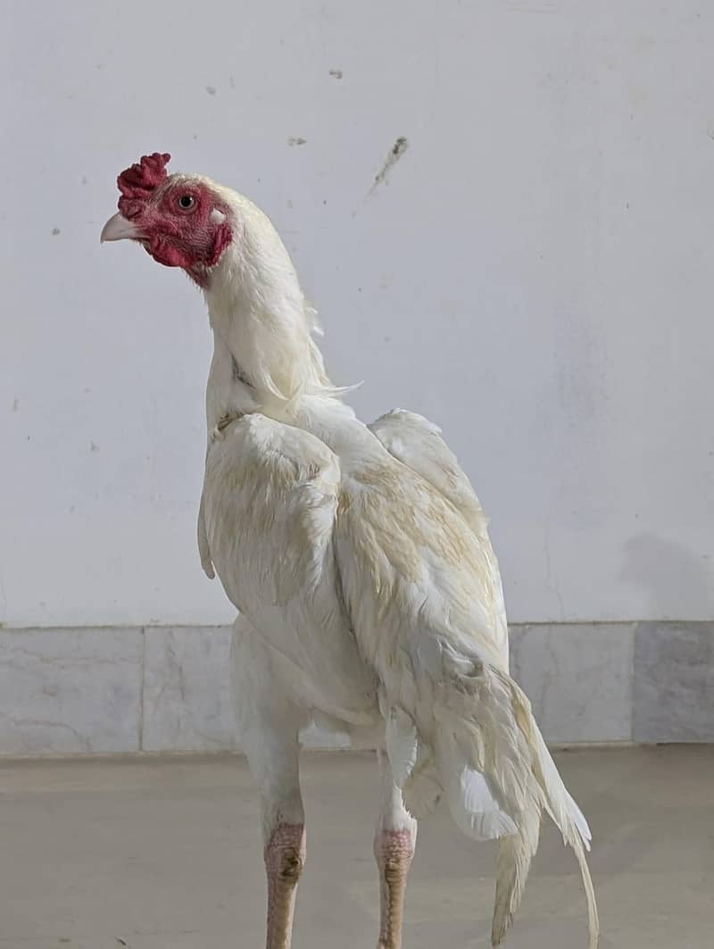 ASEEL HEERA PATHA 3