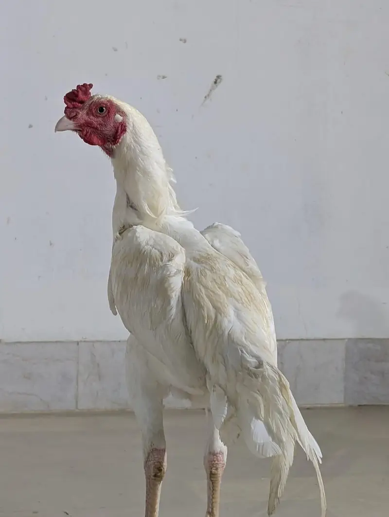 ASEEL HEERA PATHA — photo 4