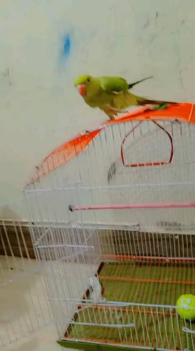 green parrot  with cage