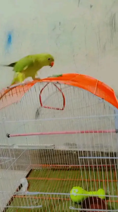 green parrot  with cage — photo 2