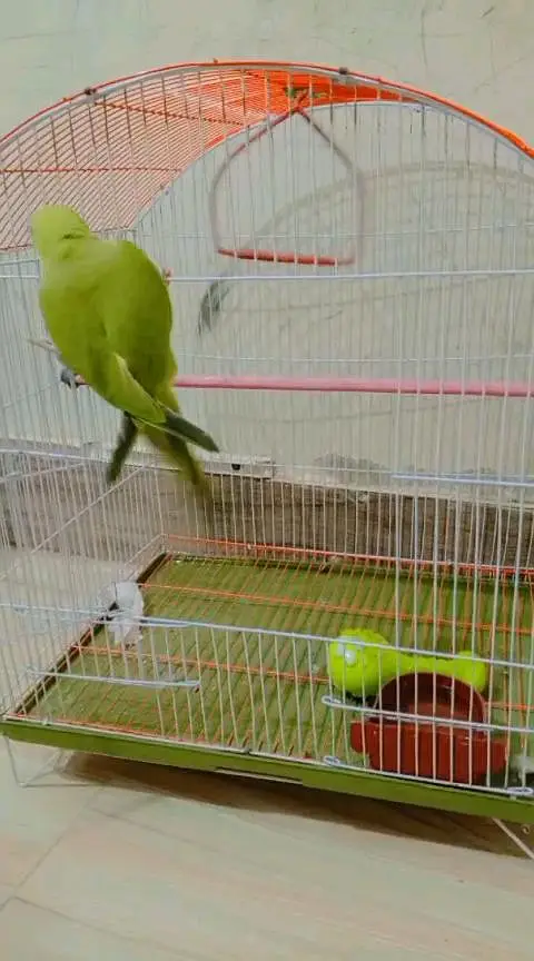 green parrot  with cage — photo 3