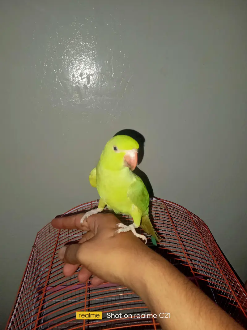 green parrot  with cage — photo 4