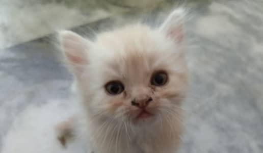Turkish Angura and Persian Mix breed kitten and adults cats for sale.