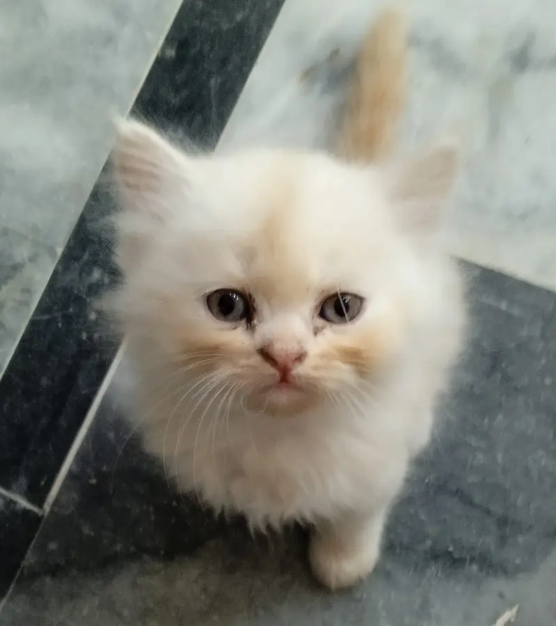 Turkish Angura and Persian Mix breed kitten and adults cats for sale. — photo 2