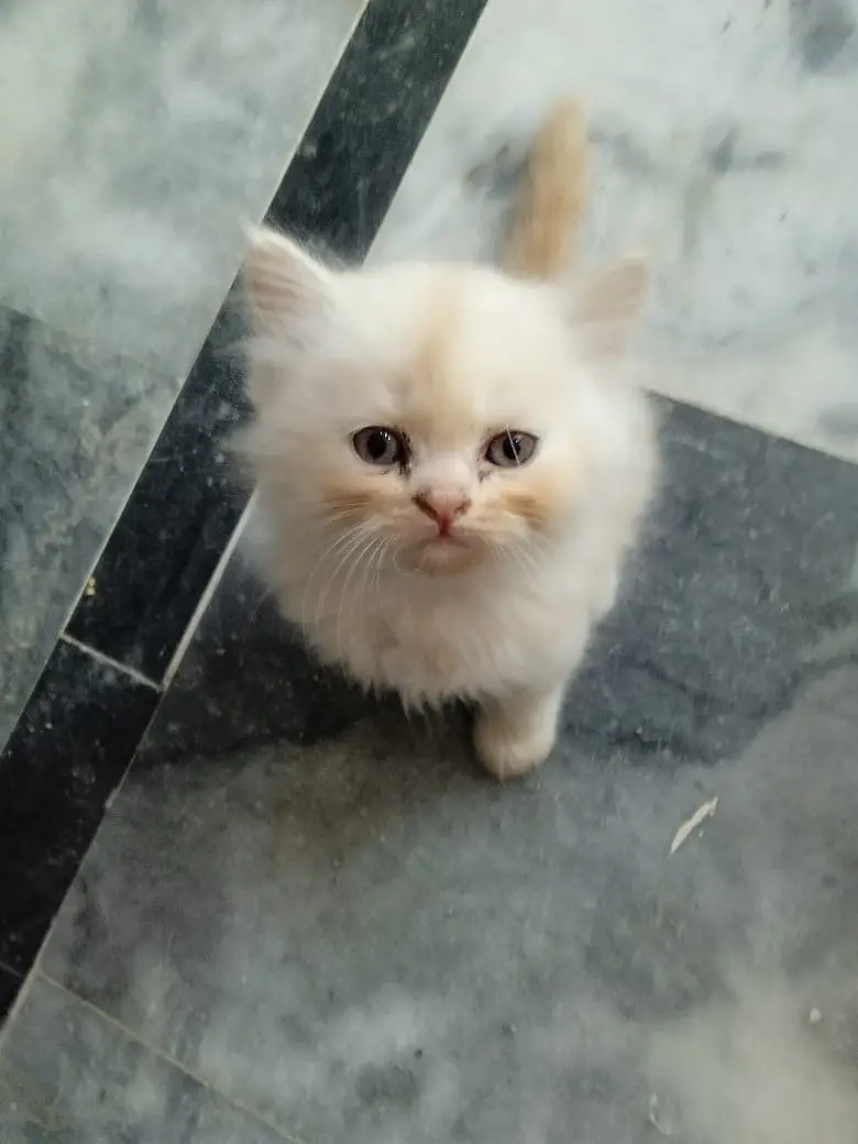 Turkish Angura and Persian Mix breed kitten and adults cats for sale. — photo 3