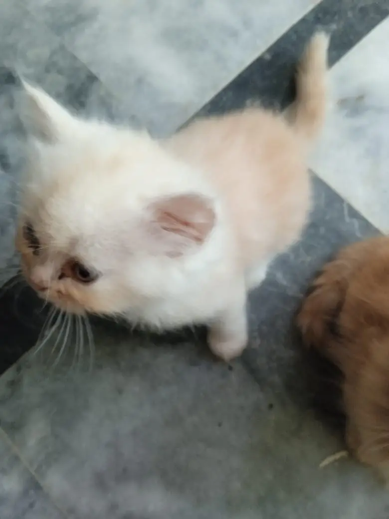 Turkish Angura and Persian Mix breed kitten and adults cats for sale. — photo 4