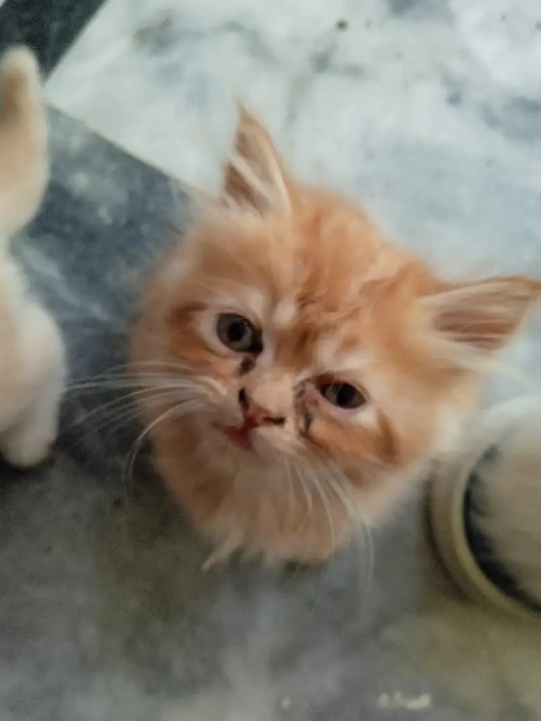 Turkish Angura and Persian Mix breed kitten and adults cats for sale. — photo 5