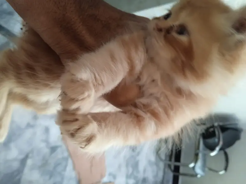 Turkish Angura and Persian Mix breed kitten and adults cats for sale. — photo 6