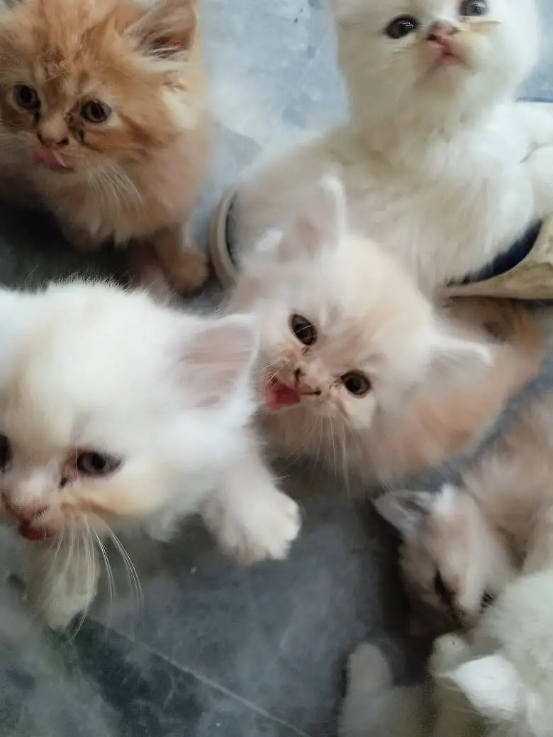 Turkish Angura and Persian Mix breed kitten and adults cats for sale. — photo 7