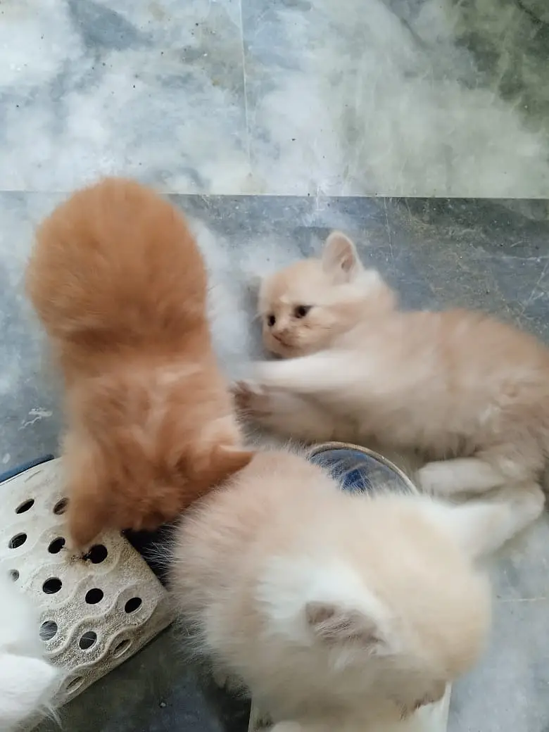 Turkish Angura and Persian Mix breed kitten and adults cats for sale. — photo 8