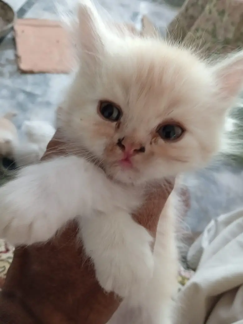 Turkish Angura and Persian Mix breed kitten and adults cats for sale. — photo 9