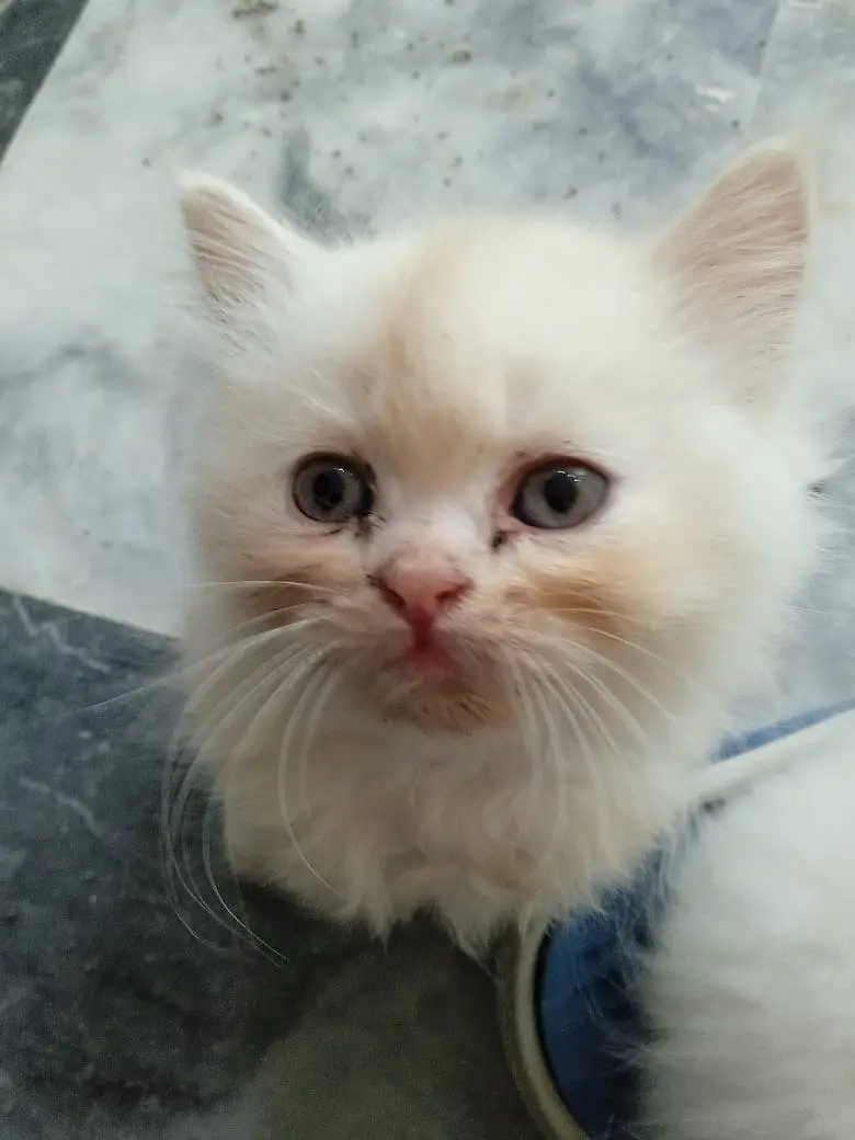 Turkish Angura and Persian Mix breed kitten and adults cats for sale. — photo 10