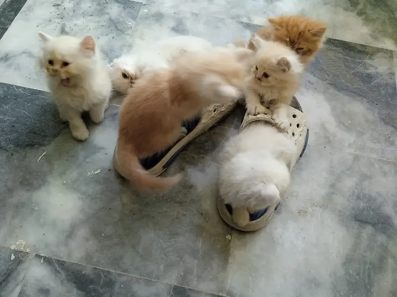 Turkish Angura and Persian Mix breed kitten and adults cats for sale. — photo 11