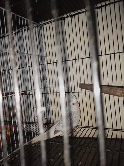 breeder Eno pearl ki female urgent sale all oky
