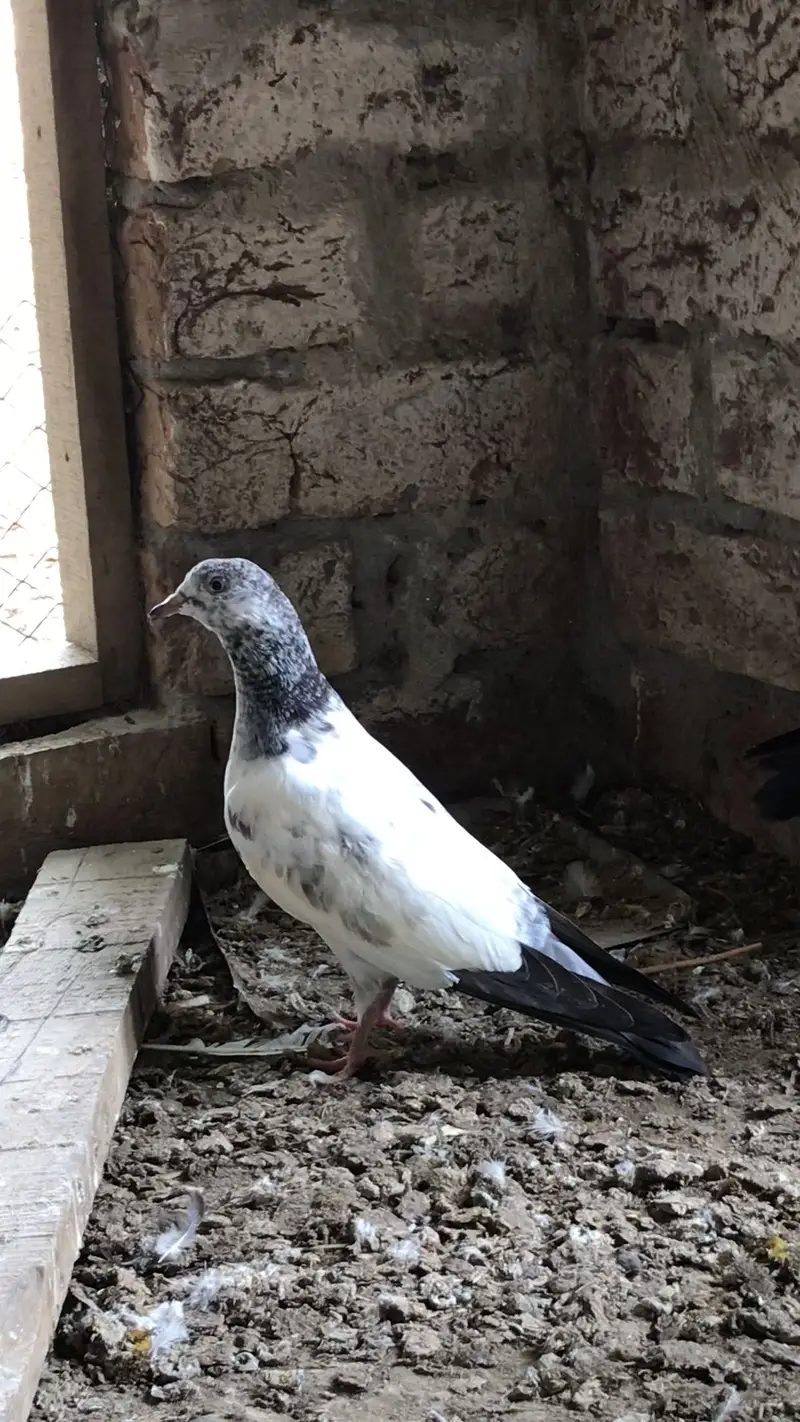 kabotron k bachy & aseel chick — photo 2