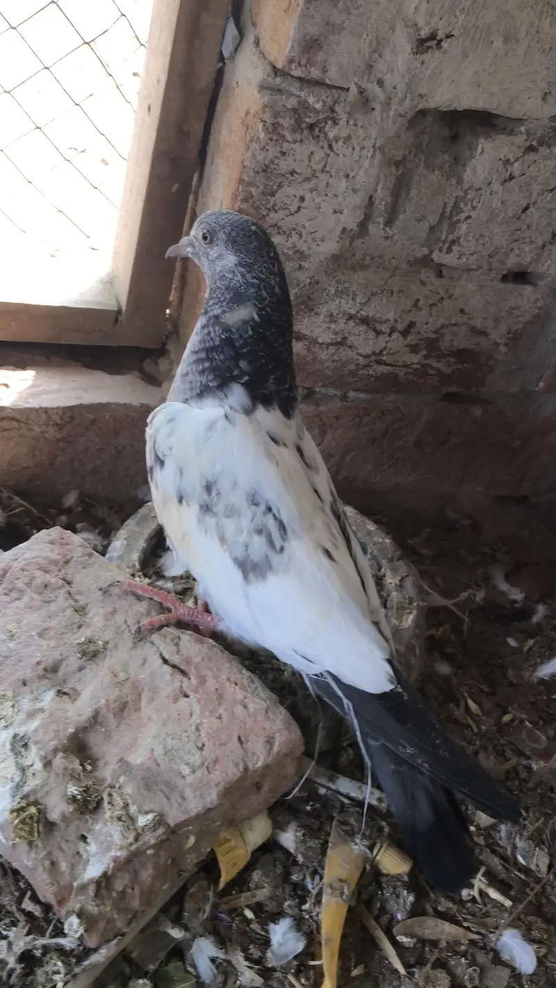 kabotron k bachy & aseel chick — photo 3