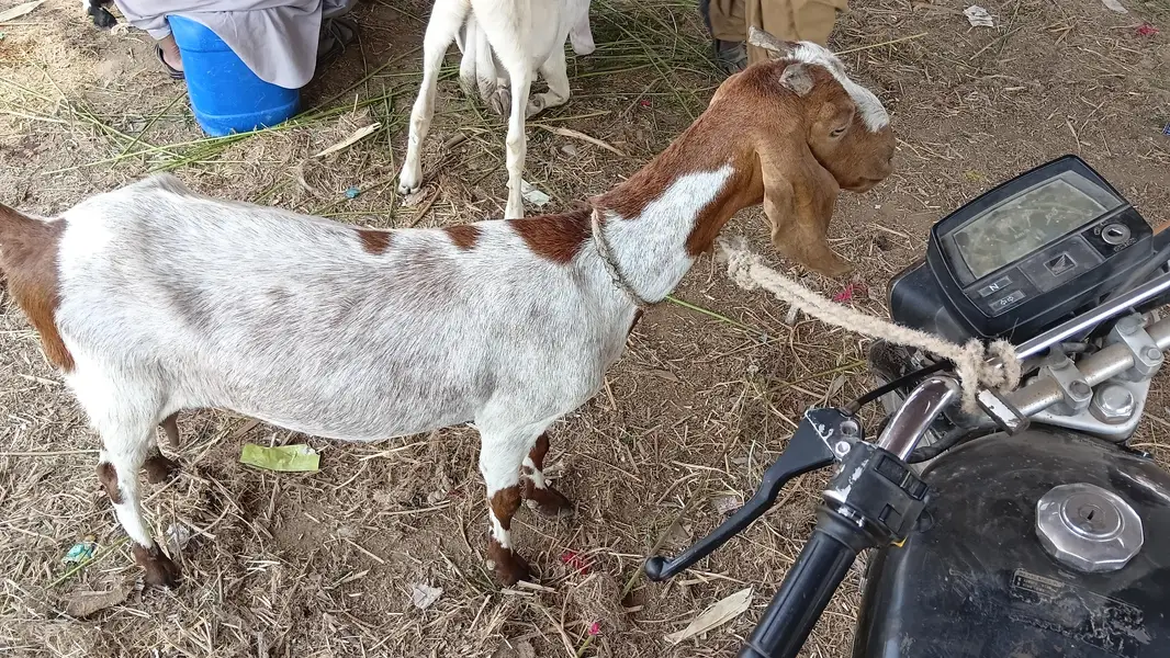 beetal hai is me bimari nhi sara ok bs ha lakin umir hai — photo 2