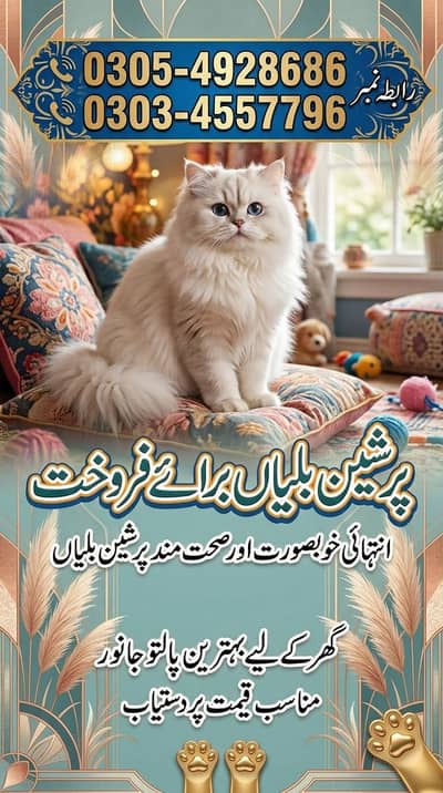 persian Cat